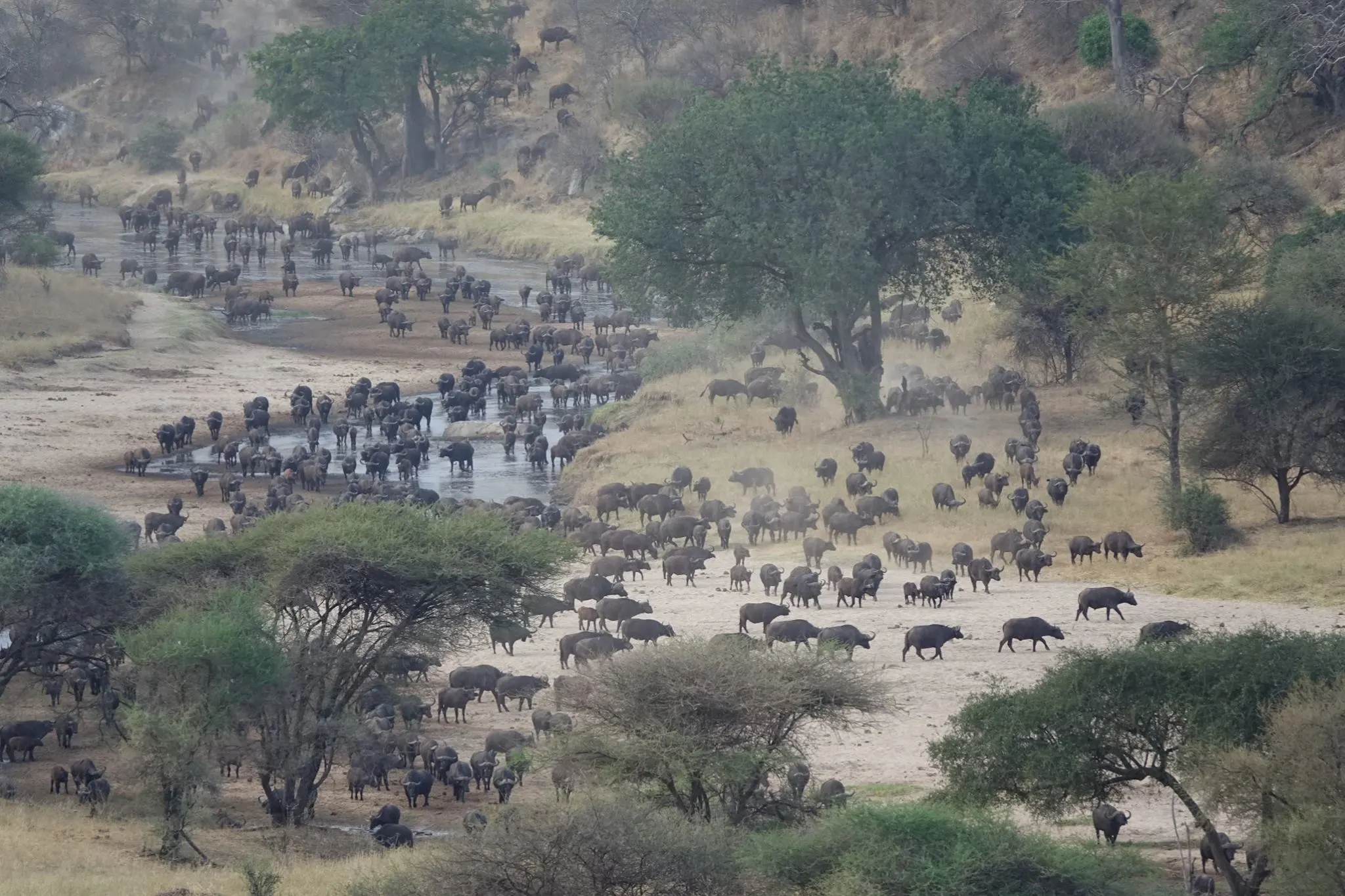 Tanzania_TarangireSL_bufali