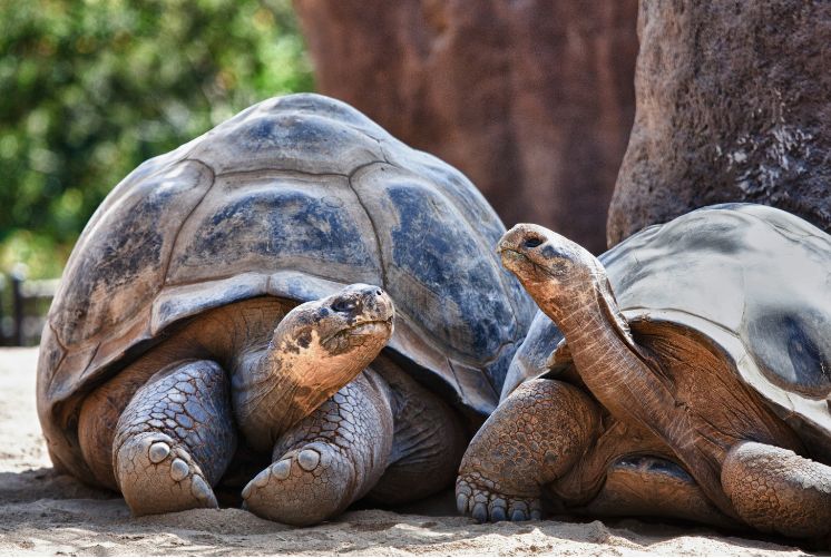Tartarughe_delle_Galapagos