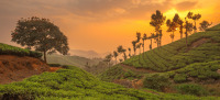 India_munnar2