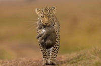 Leopardo_Masai_Mara