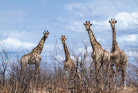 SudAfrica2