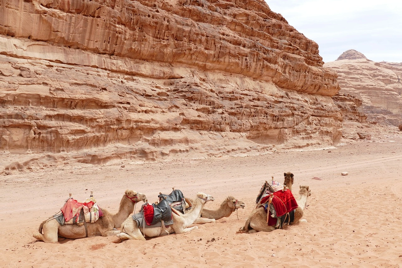 Wadi Rum cammelli