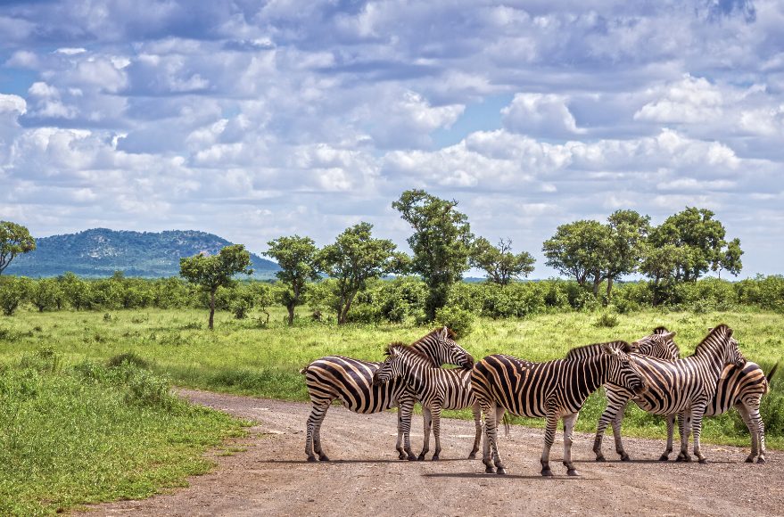 Zebras