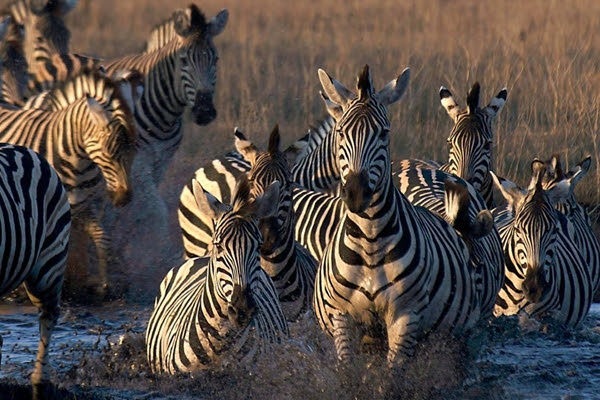 Zebre fiume